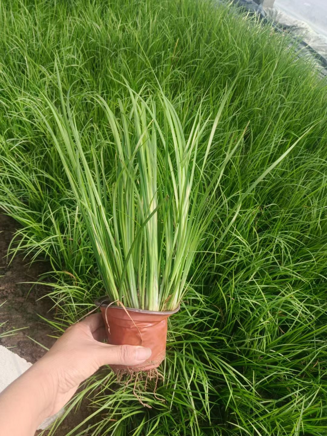 叶色金黄,株型美观,可成片密植或丛植,条植于水体