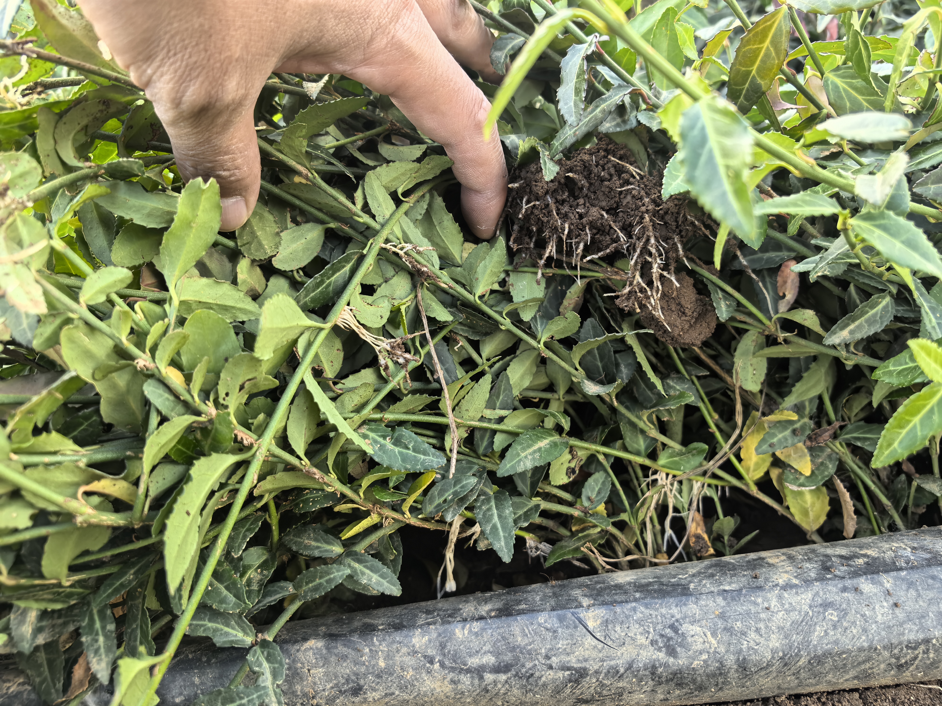 形态:常绿藤本植物,茎匍匐或攀援,长