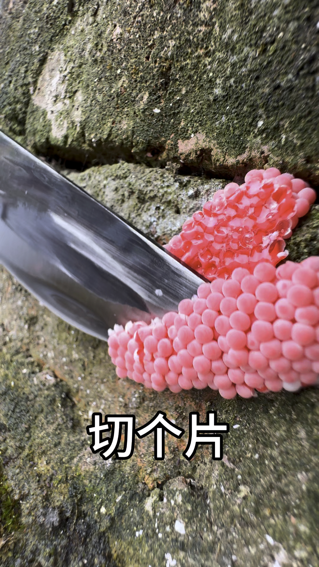 把福寿螺卵切成片