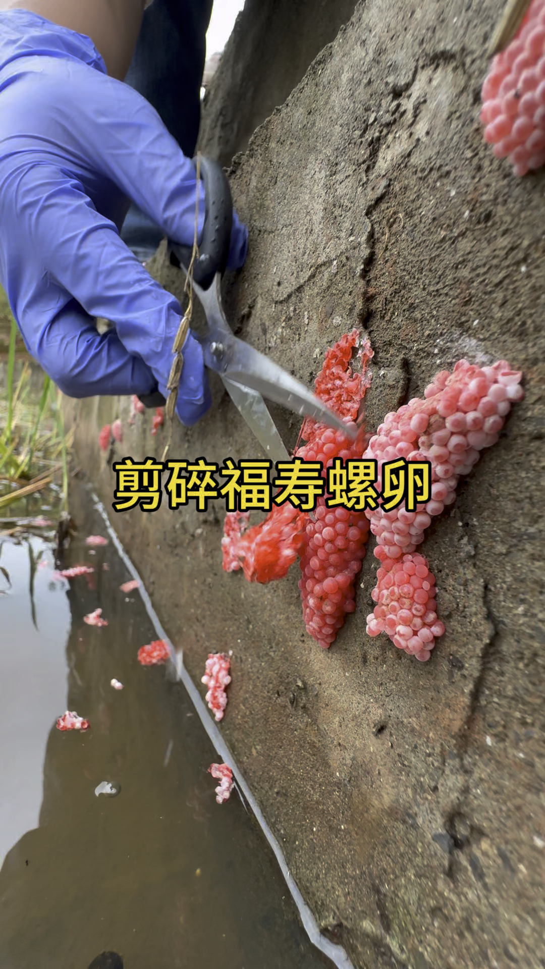 剪碎福寿螺卵里面是这样的