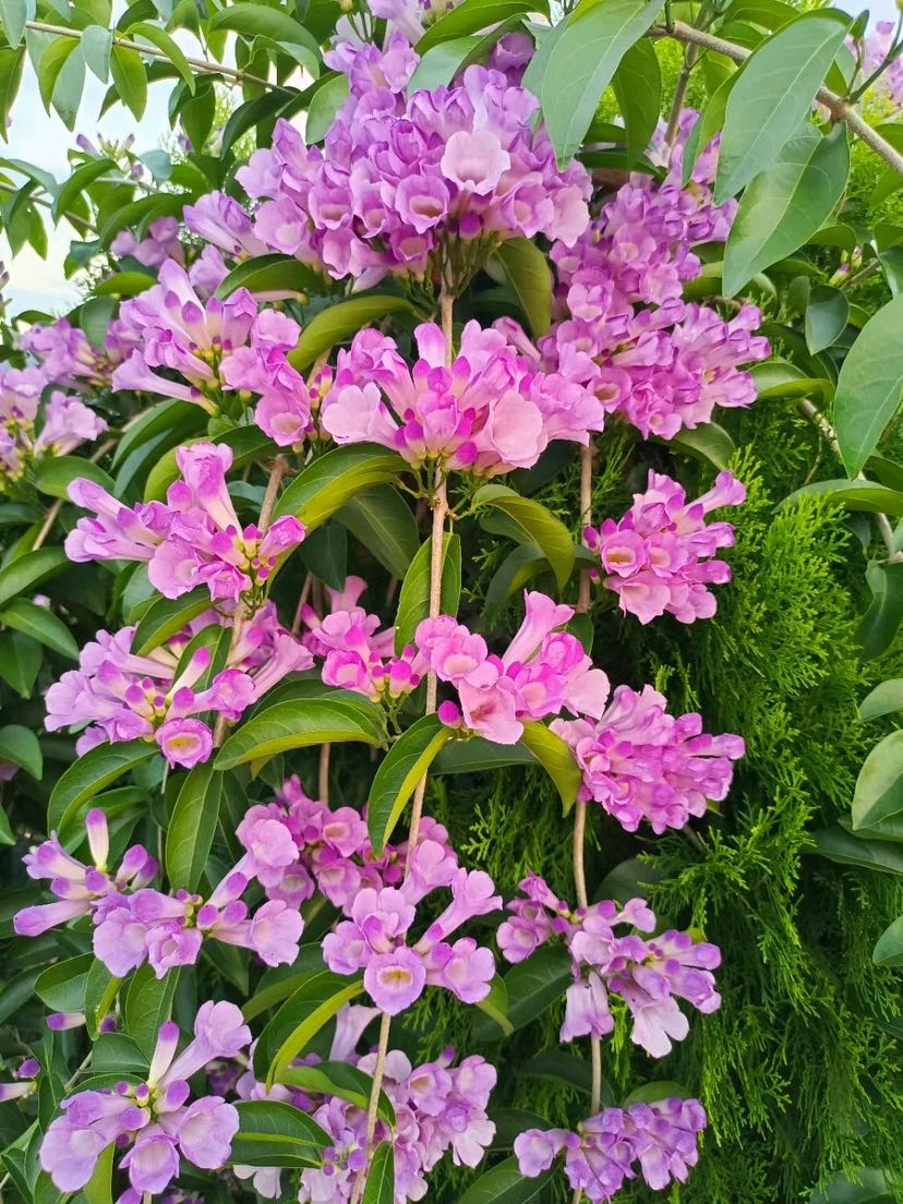 蒜香藤,这种植物的名字听起来就充满了独特的韵味,是一种既美丽又实用