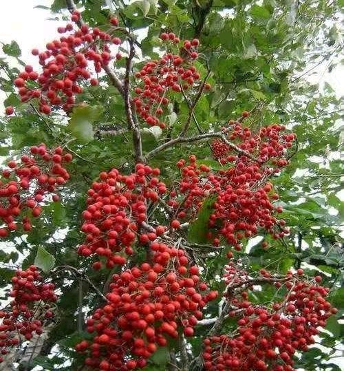 山桐子树干通直,果实成串下挂下似葡萄,入秋后红艳夺目,可山地造林,也