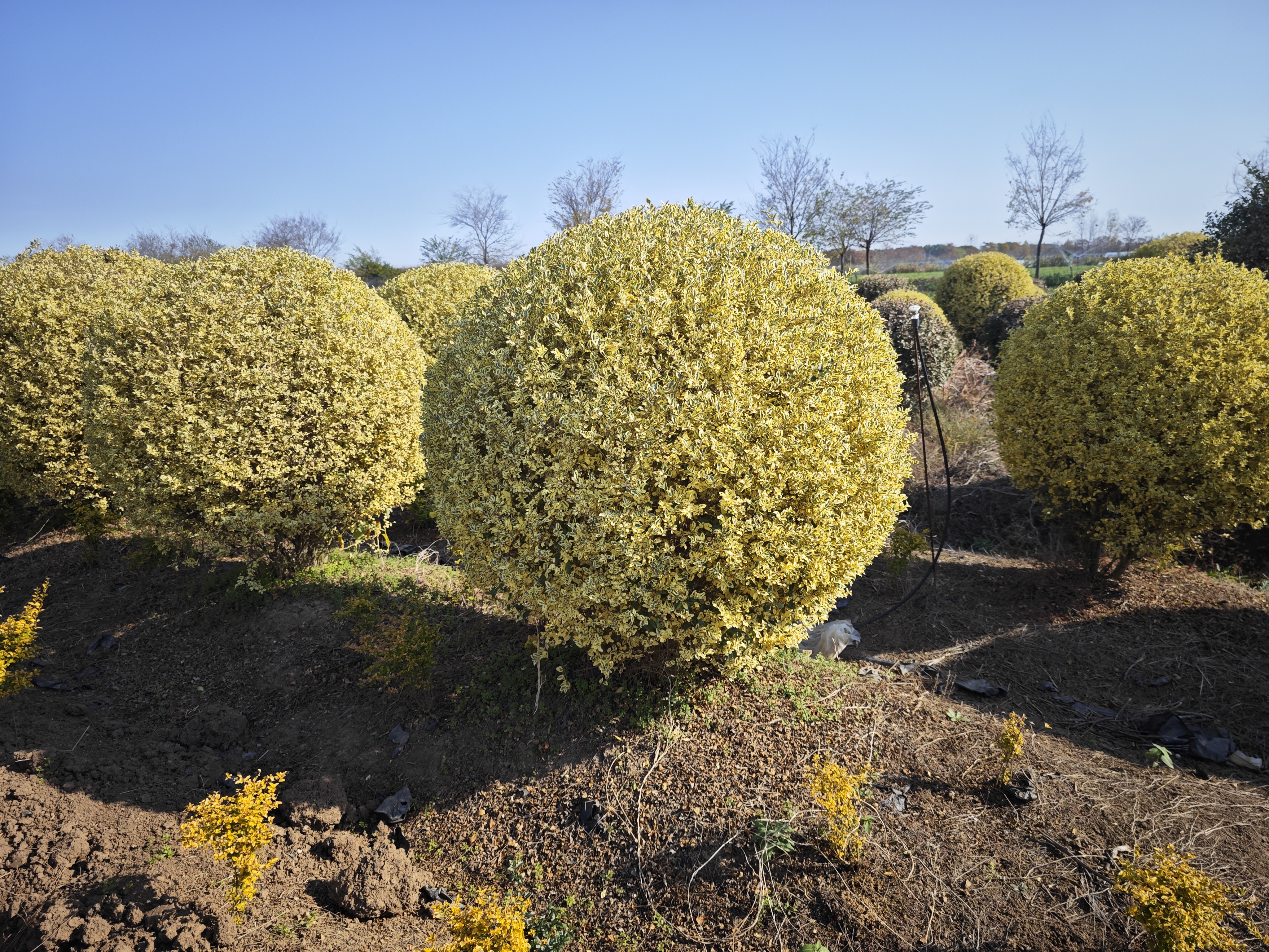 金姬小蜡:探寻其生长的最适环境
在纷繁复杂的植物世