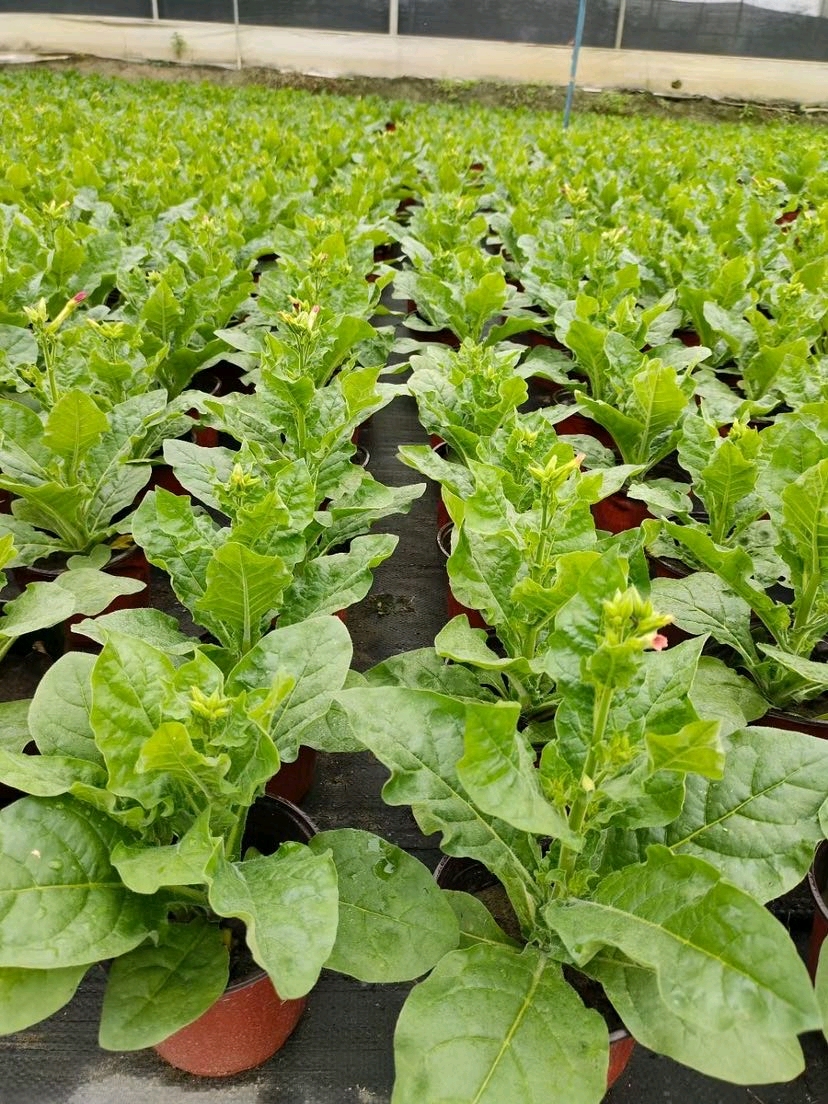 在园林应用中,花烟草种植在庭院的后部或者在自然风格的花园中作为