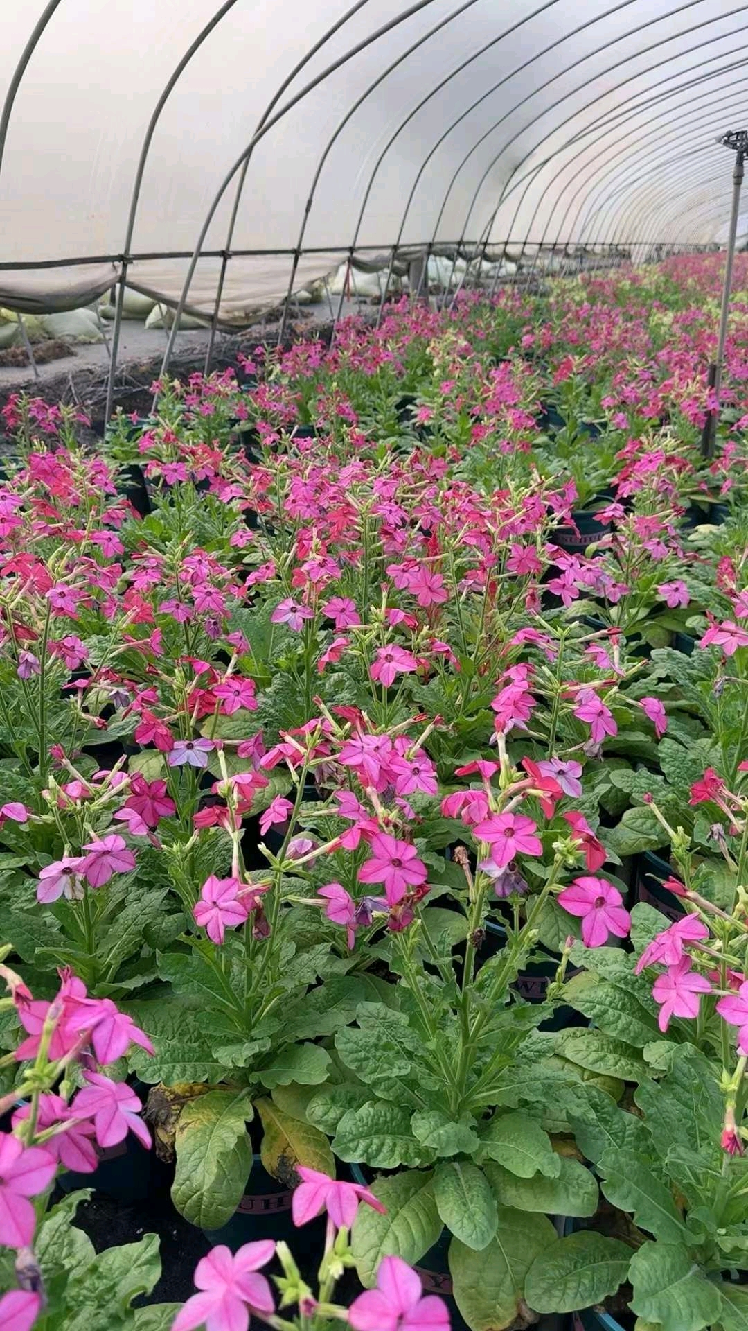 在园林应用中,花烟草种植在庭院的后部或者在自然风格的花园中作为