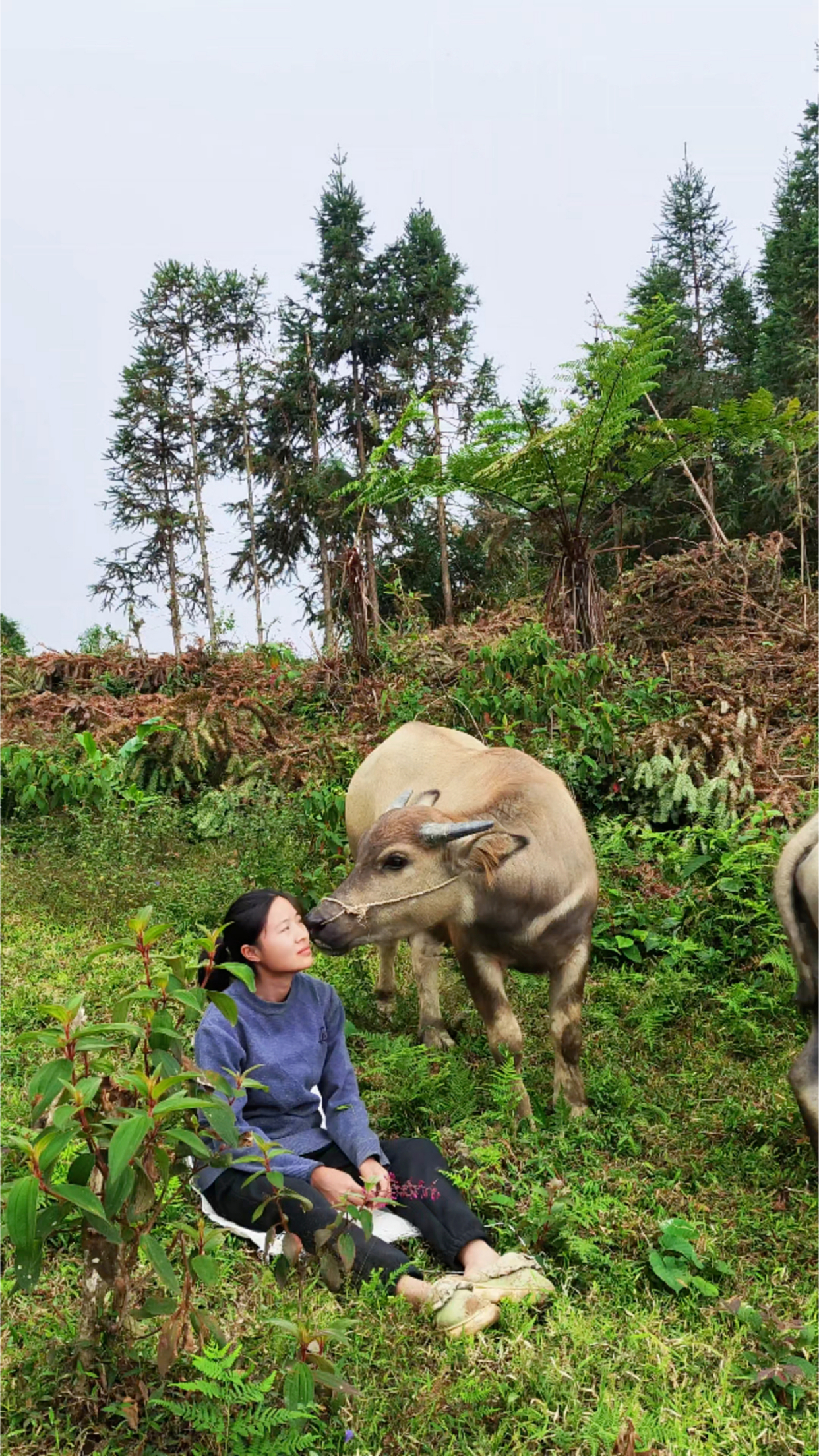 大山里的放牛女孩