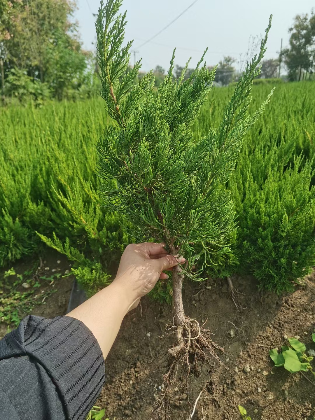 龙柏盆景寓意图片