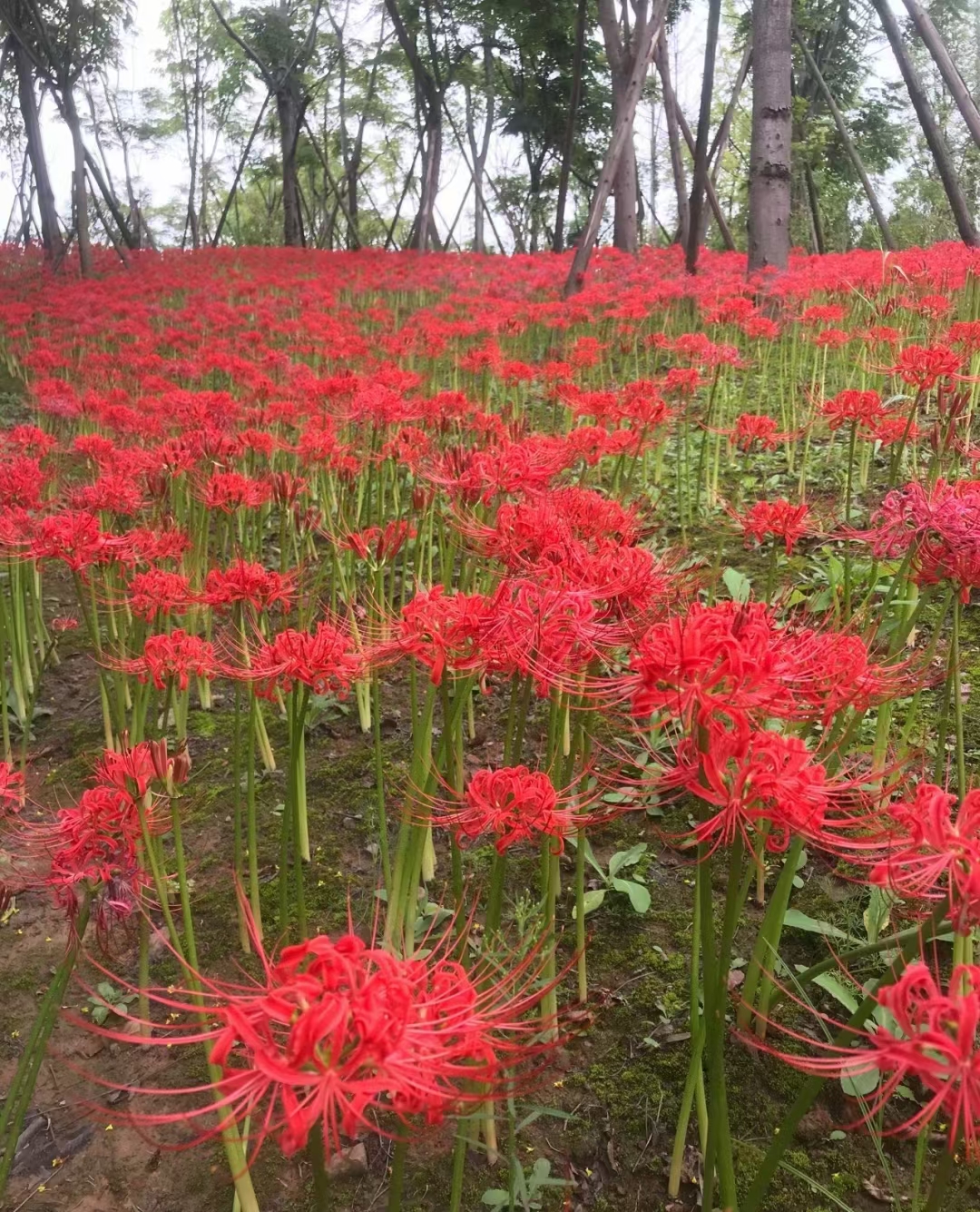 红花石蒜,又称彼岸花,以下是关于它的精简信息: 学名:lycorisradiata