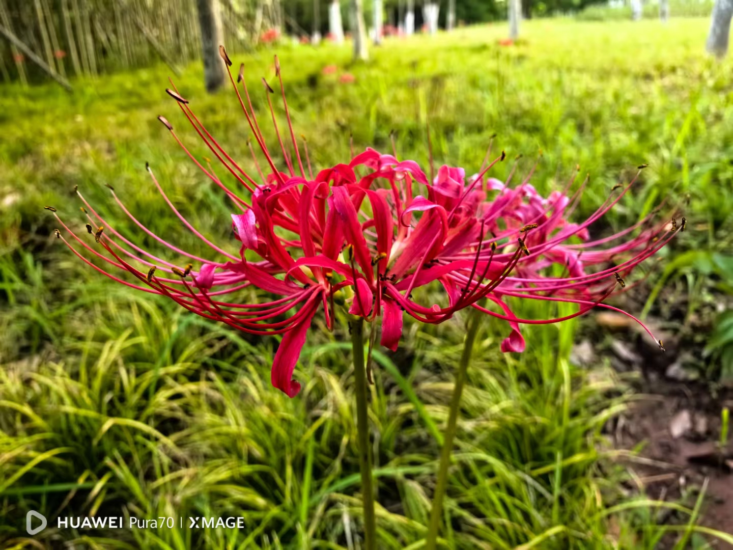 红花石蒜,又称彼岸花,以下是关于它的精简信息: 学名:lycorisradiata