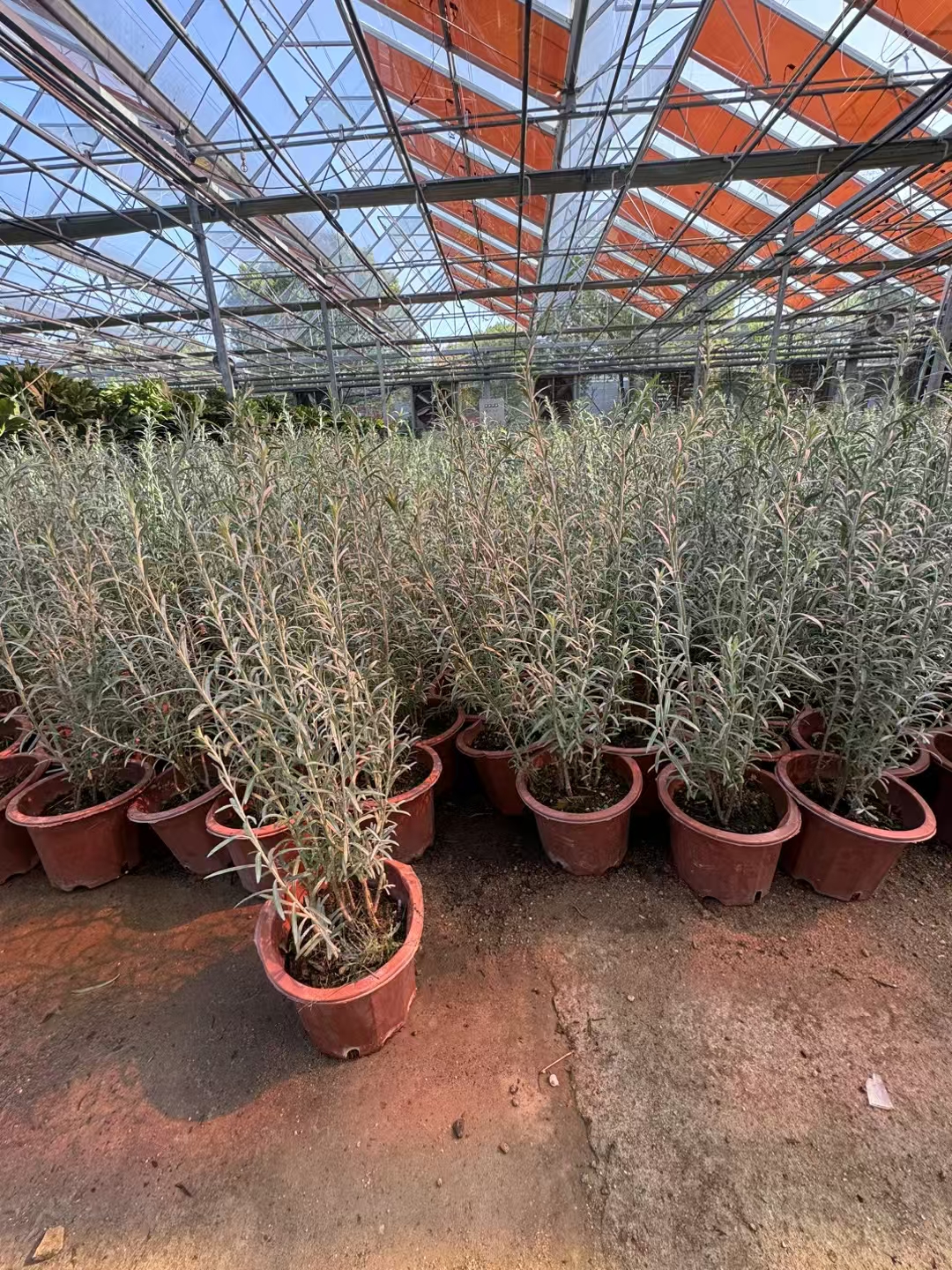 呈现出银灰色的外观,叶片单叶对生,形状细长如柳叶