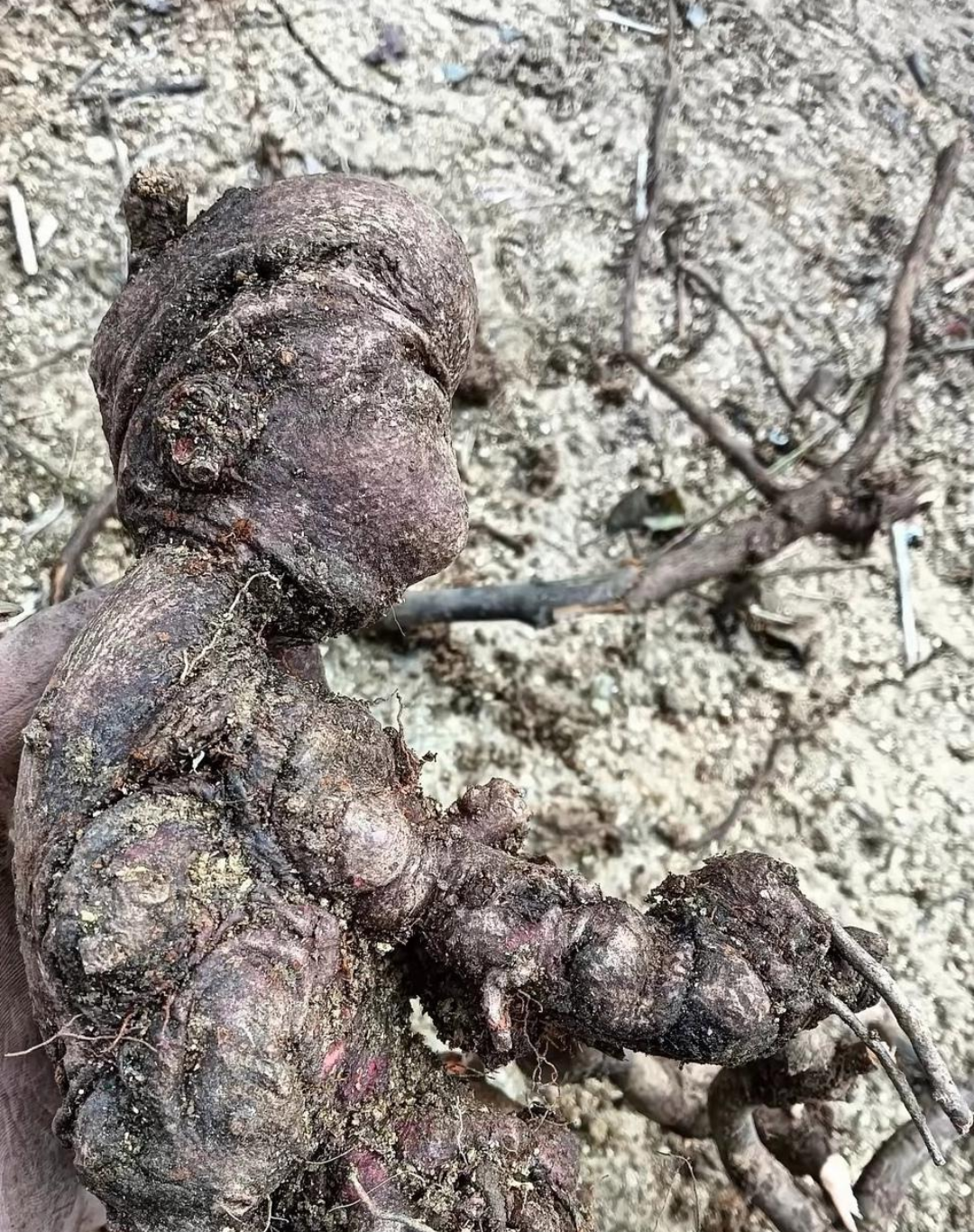 神奇的大自然,一个天然神似的猴子树根,一个仿佛鳄鱼的峭壁和一块伫立