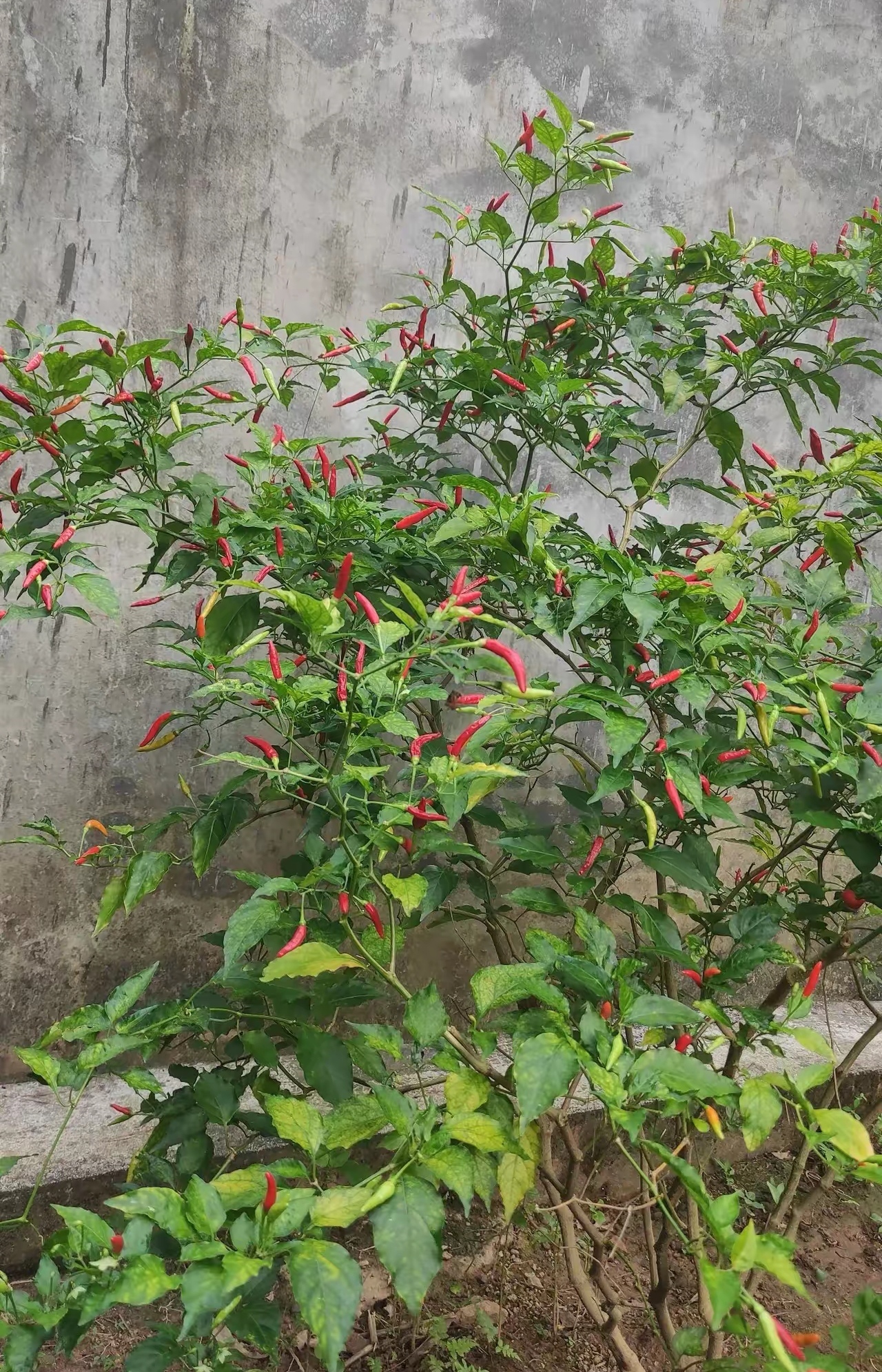 像这种野生辣椒,我们老家房子周边到处都是,经常熟透了掉地上,没人要