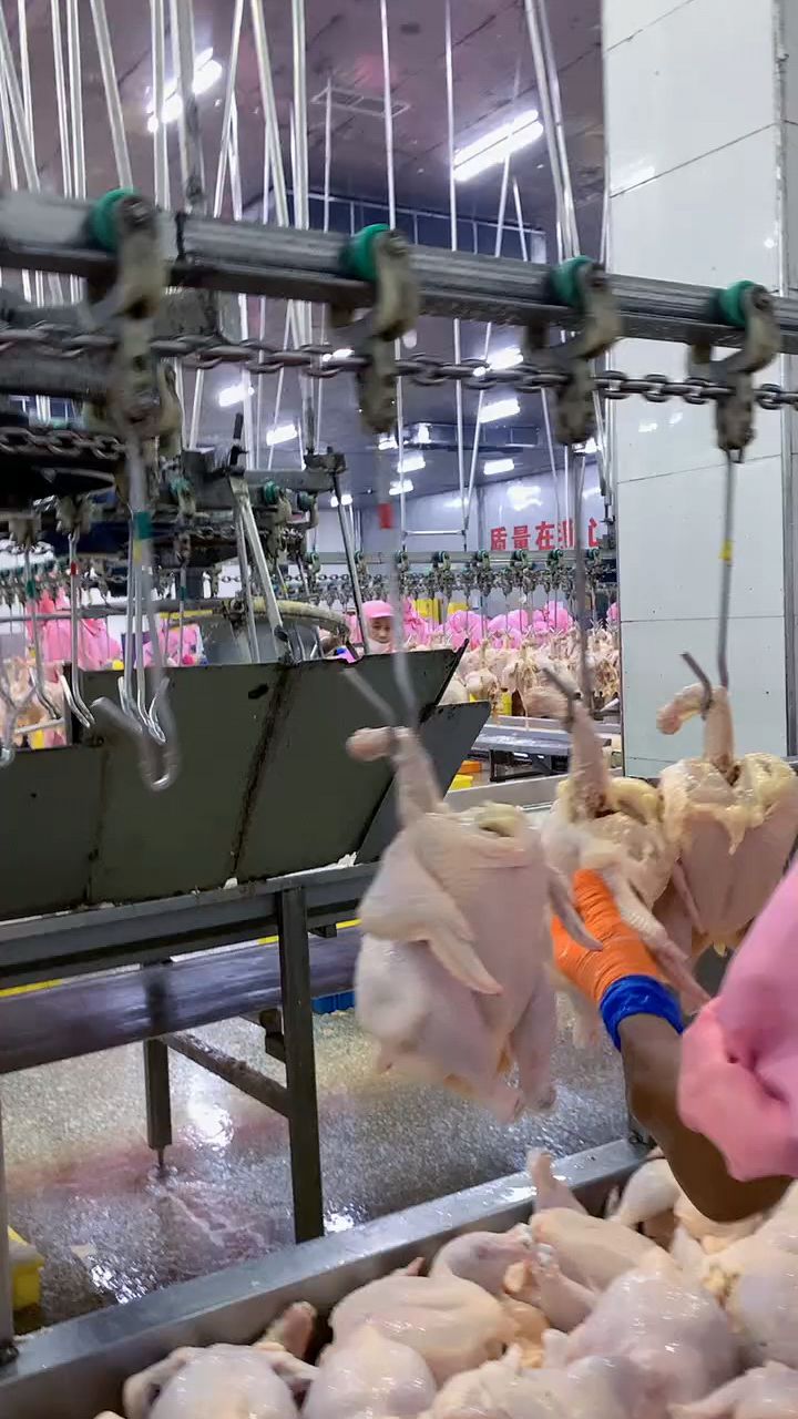鸡肉自动化加工生产线