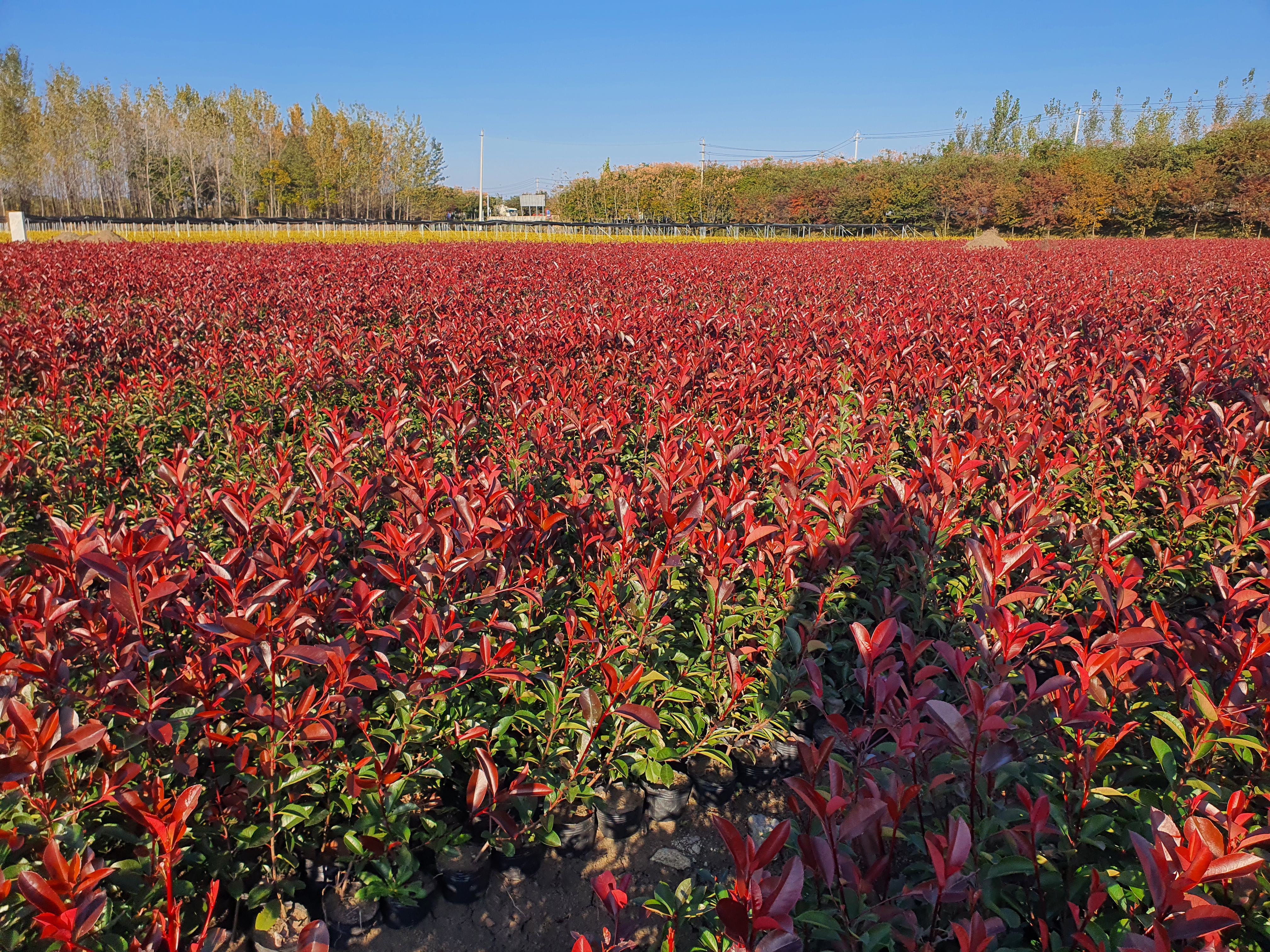 红叶石楠是一种非常美丽的植物,以下是对其的详细介绍: