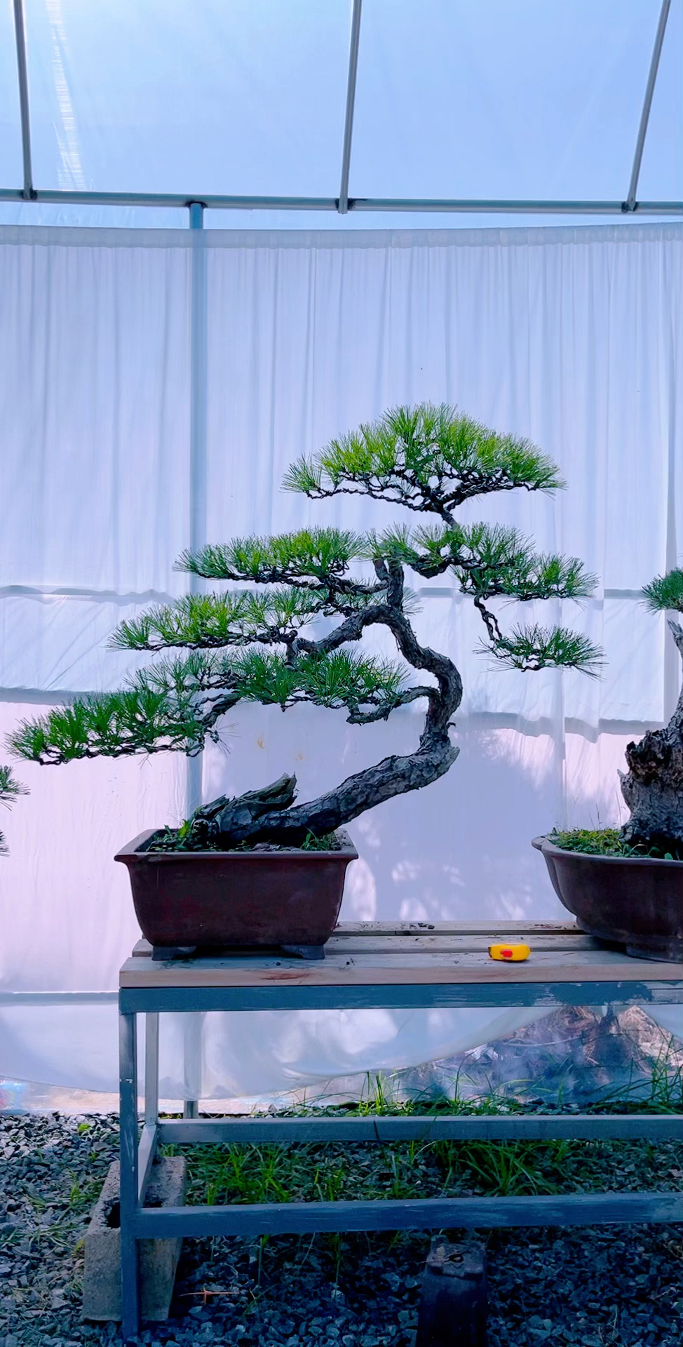 精品山彩赤松盆景