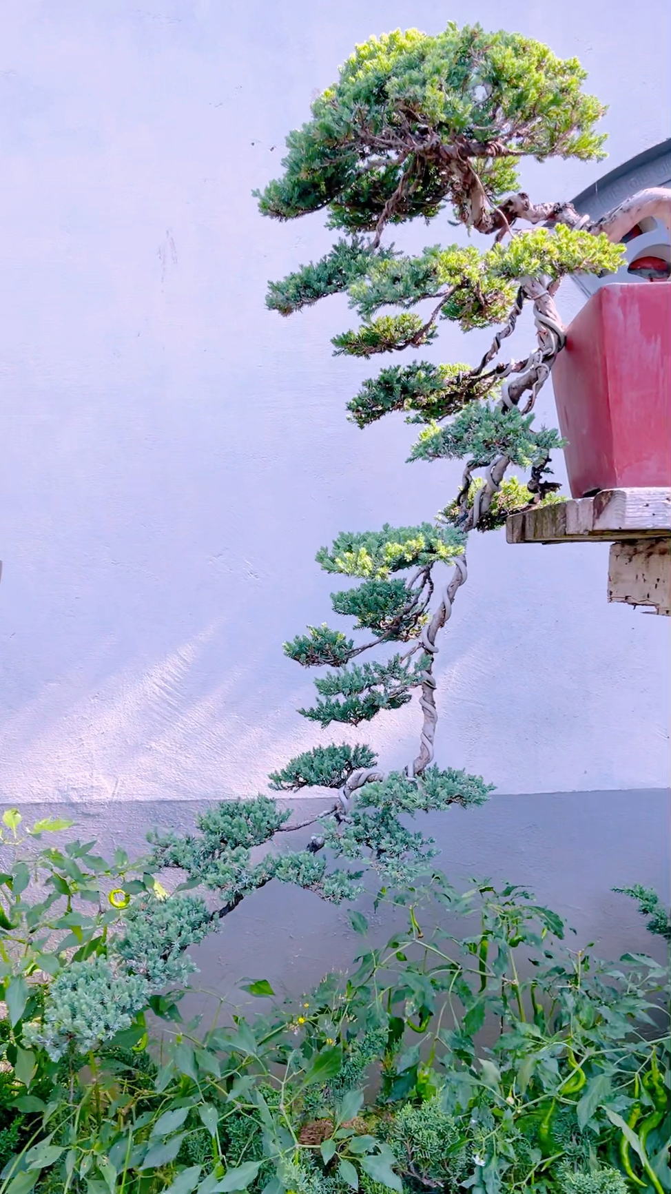 精品大长飘地柏盆景