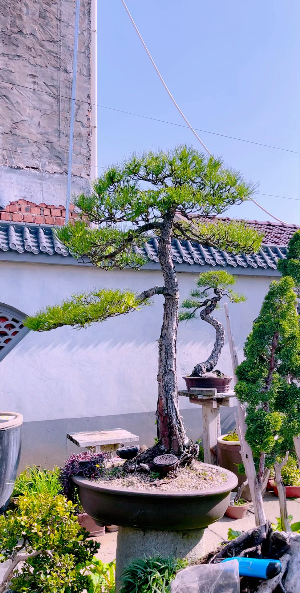 精品迎客黑松盆景