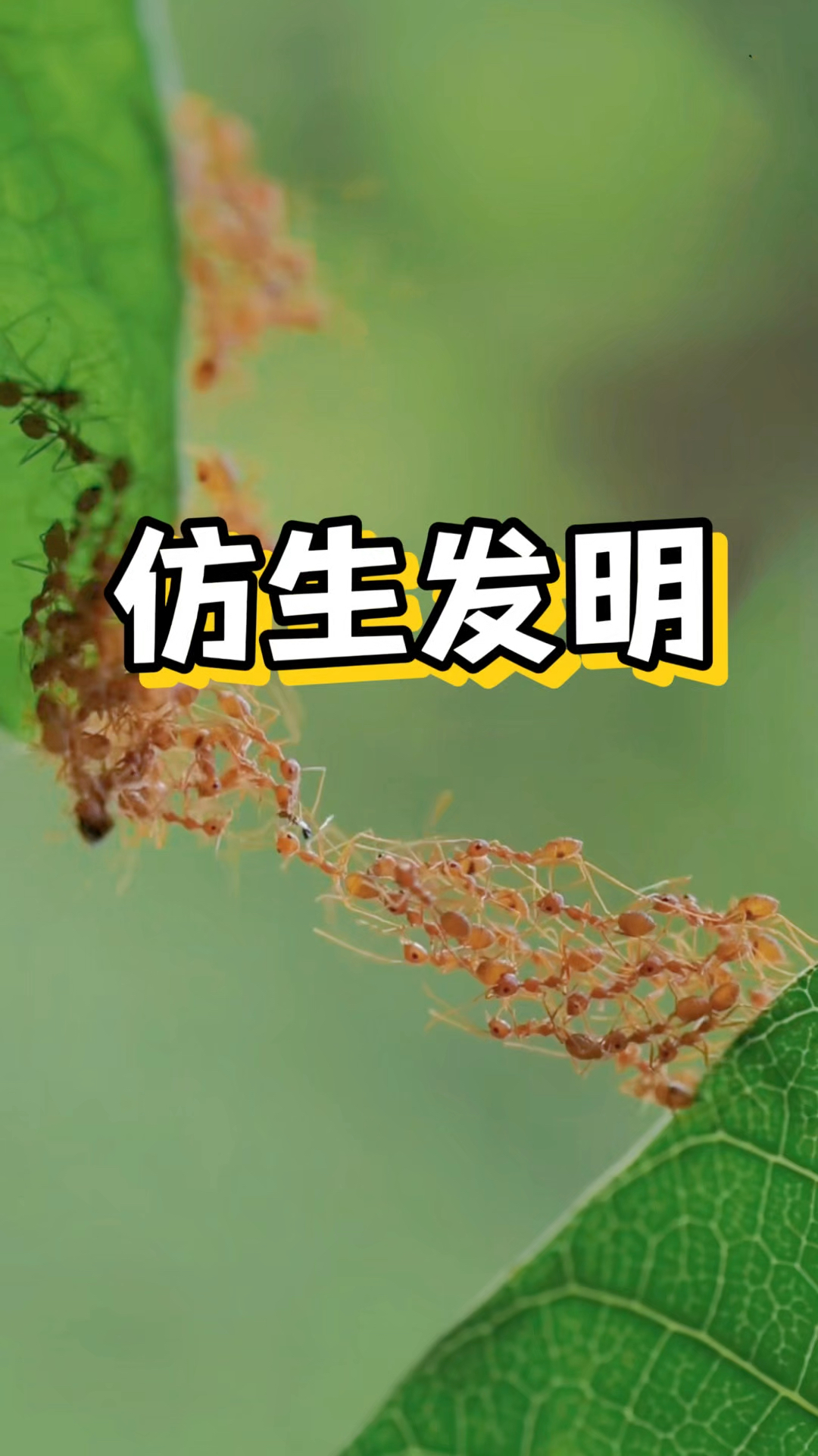 蚂蚁磁力引擎_磁力搜索引擎蜘蛛 蚂蚁磁力引擎_磁力搜刮
引擎蜘蛛（蚂蚁磁力收索） 网络资讯
