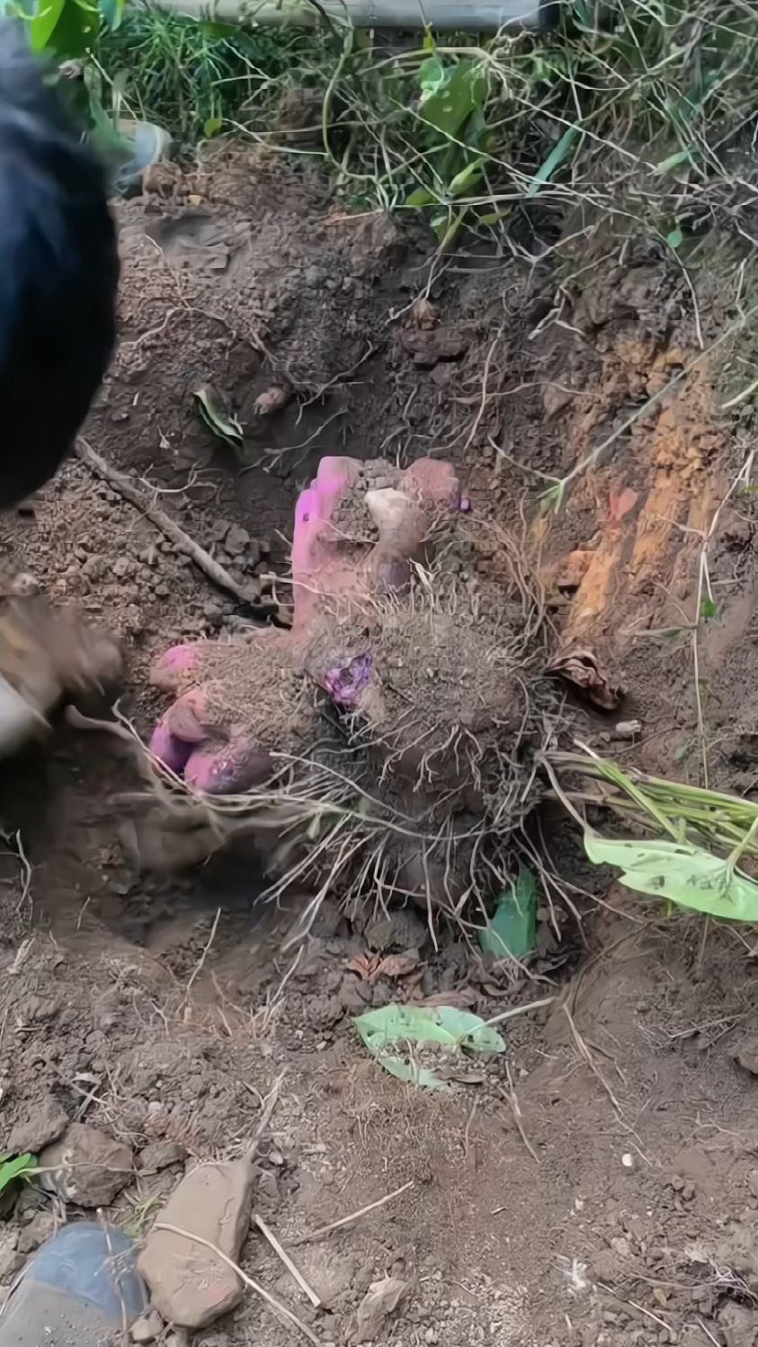 这么大的山药见过没