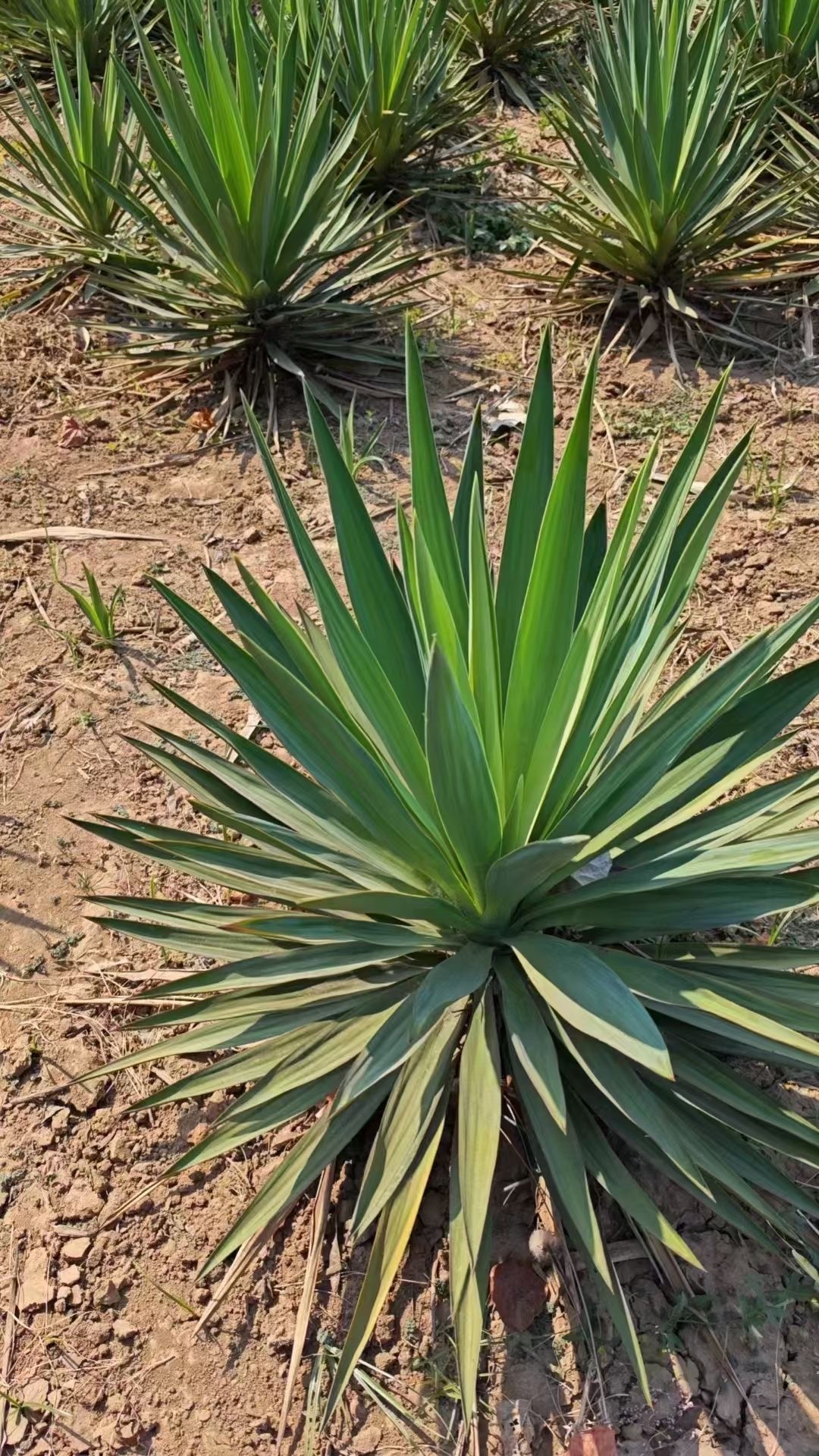 凤尾兰,又称凤尾丝兰,千手兰,剑叶丝兰,菠萝花,是龙舌兰科丝兰属的一