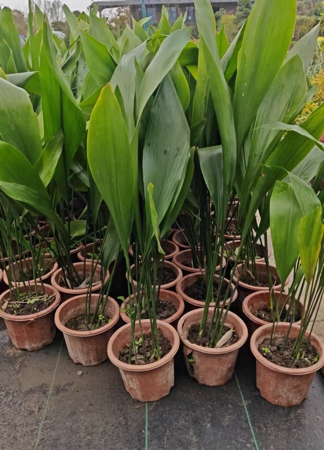 一叶兰叶形挺拔整齐,叶色浓绿光亮,姿态优美,淡雅而有风度,是室内绿化