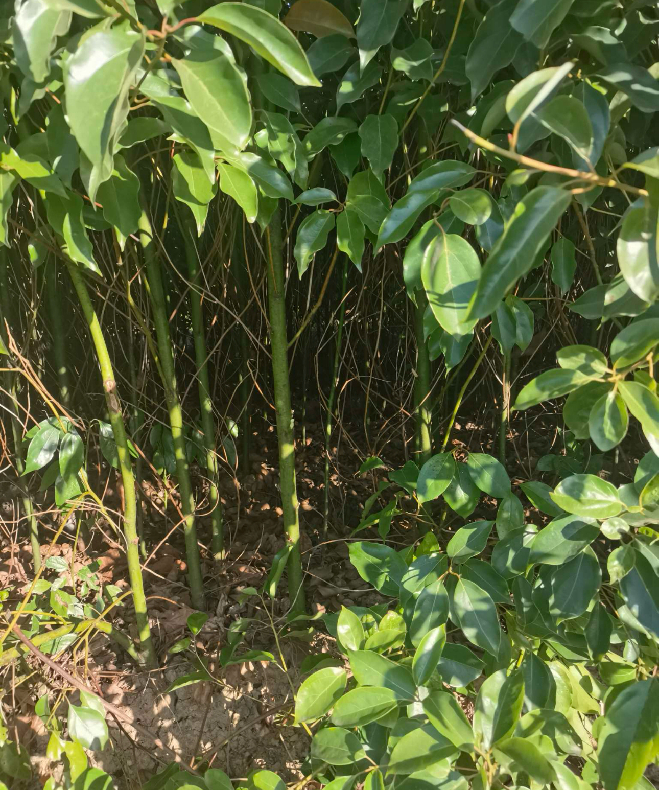 5公分香樟四季常绿