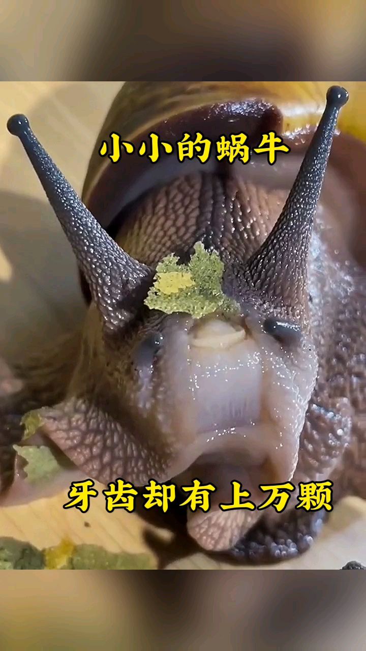 小小的蜗牛,牙齿却有上万颗!