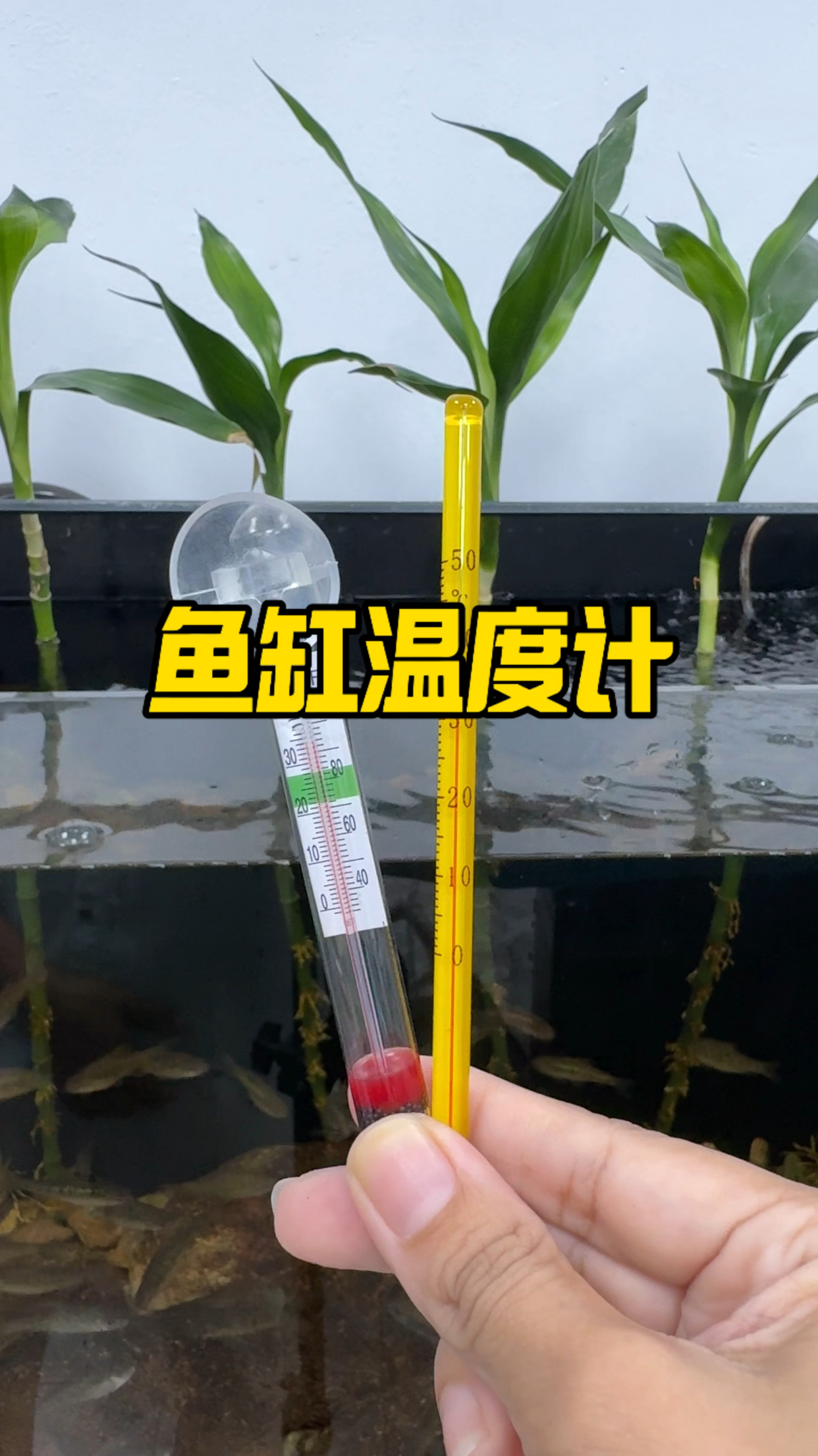 价格这么美丽的鱼缸温度计 快来看看#观赏鱼#养鱼日记#好物推荐