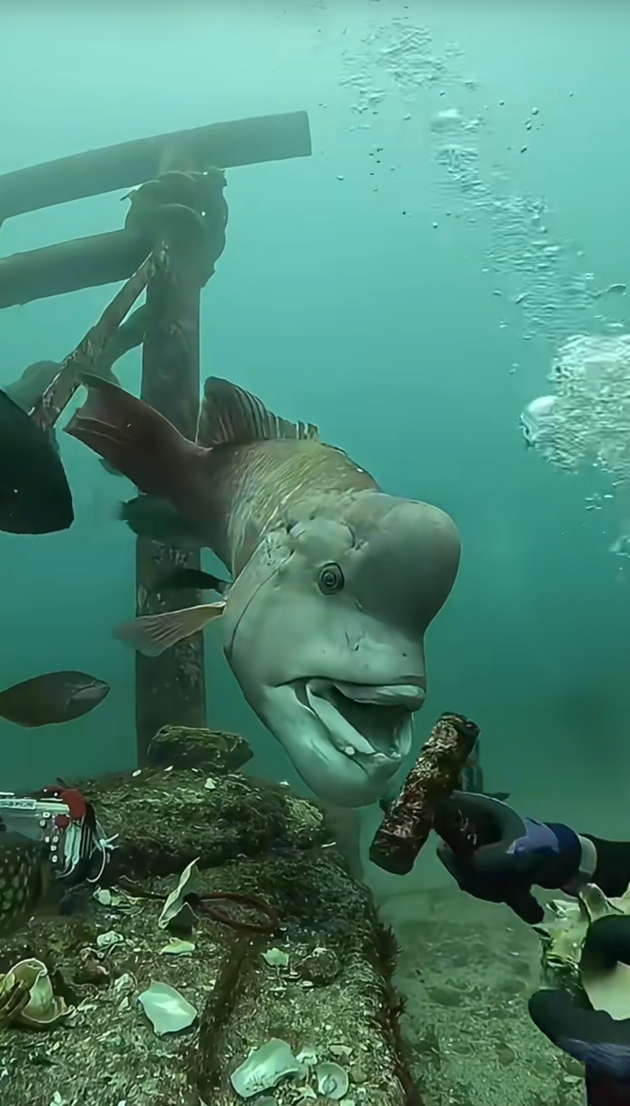 哎,还是忍不住想说这鱼怎么这么丑, ～这条鱼看起来确实有点特别