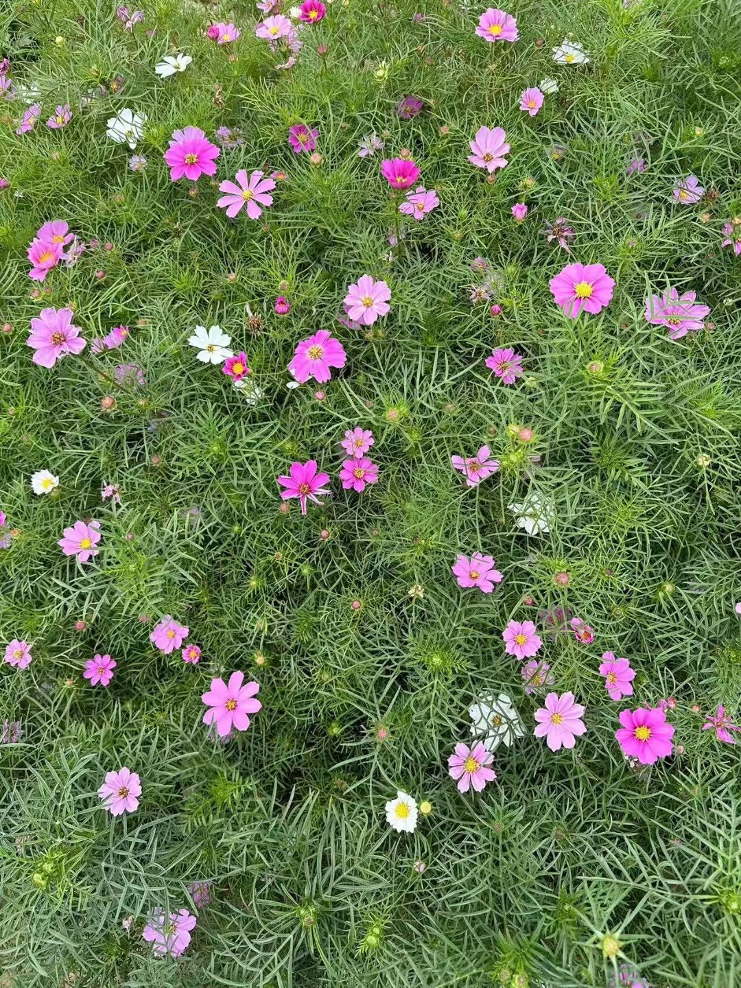 波斯菊是菊科,秋英属的一年或多年生草本植物; 喜温暖和阳光充足的