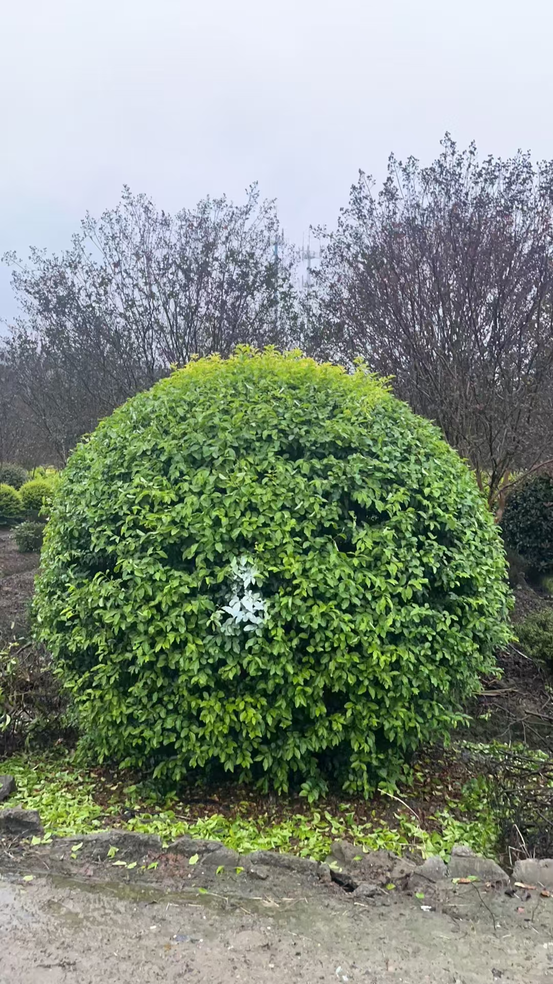 金禾女贞:由于其生长强健,萌枝力强,叶再生能力强,耐强修剪,因此非常