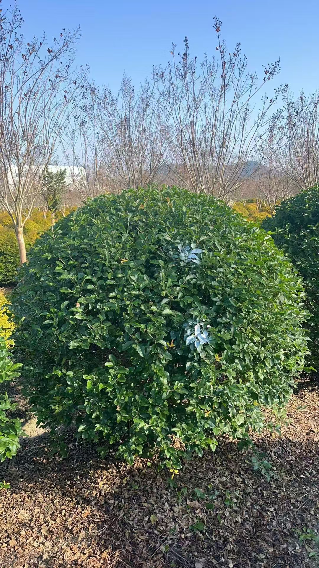 金禾女贞球喜光,不耐阴,对土壤要求不严,耐干旱,但不耐严寒.这些特点