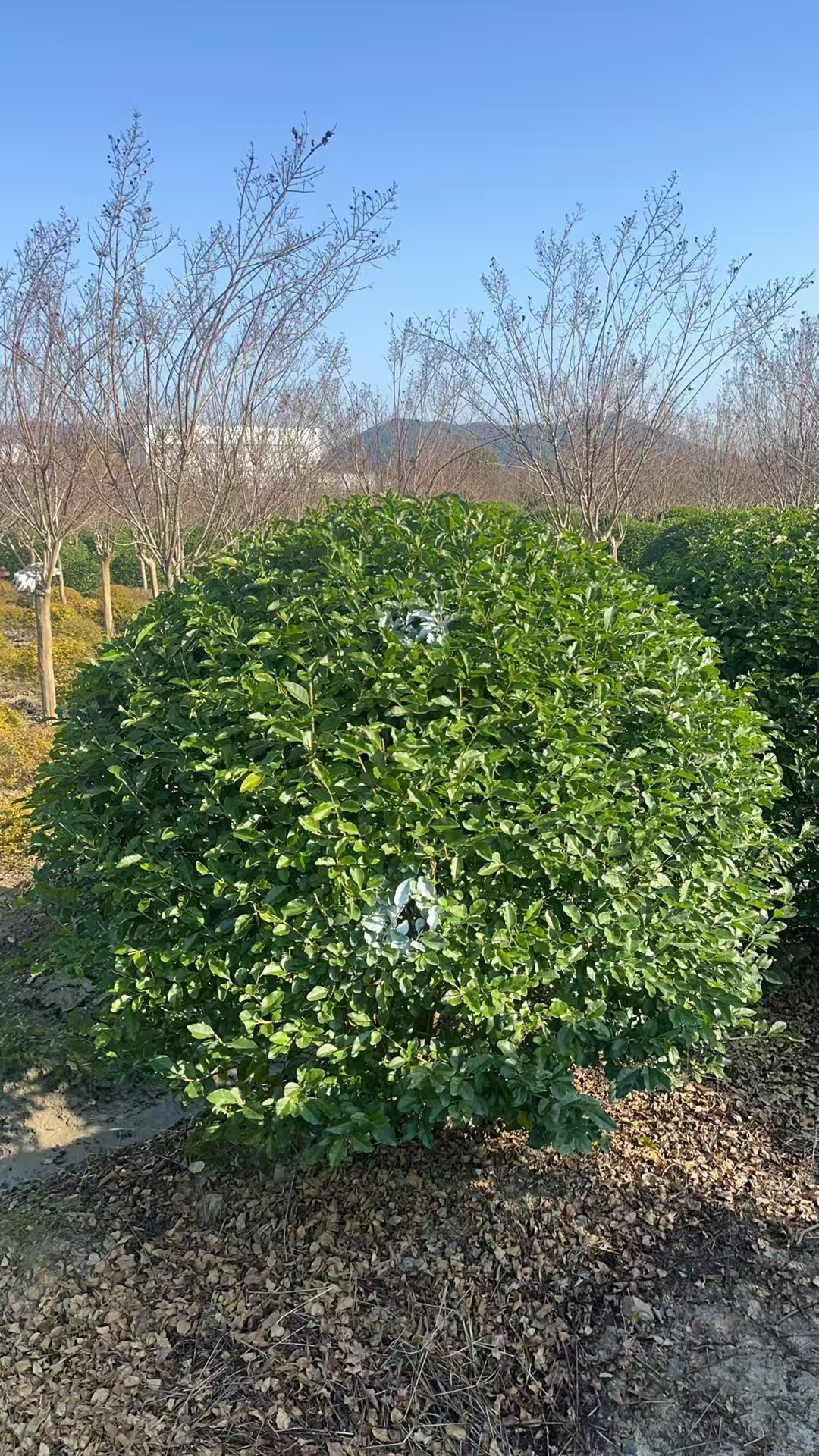 金禾女贞球喜光,不耐阴,对土壤要求不严,耐干旱,但不耐严寒.这些特点