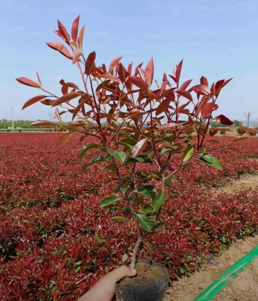 红叶石楠因其多变的叶子和美丽的树冠而深受园林设计师的喜爱