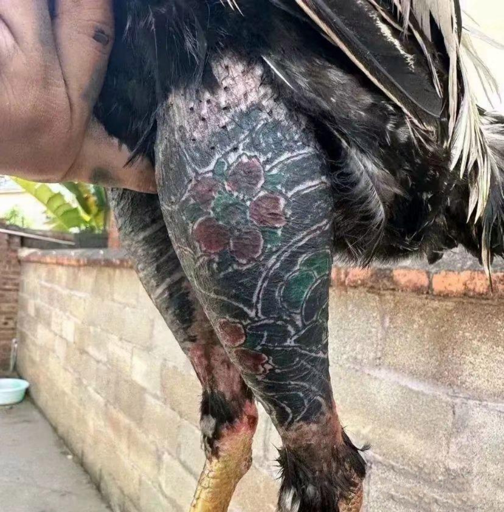 以前看古惑仔电影,纳闷春哥演的山鸡为啥纹身