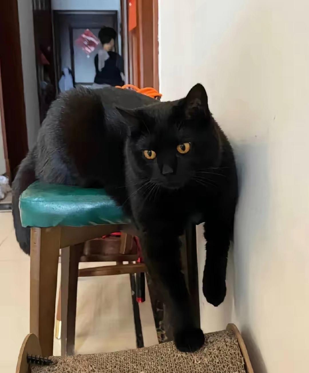 邻居养了只黑猫据说是托人找来的打小养到大越看越俊