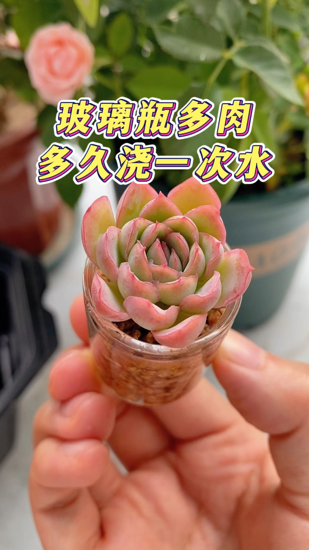 玻璃瓶多肉多久浇一次水