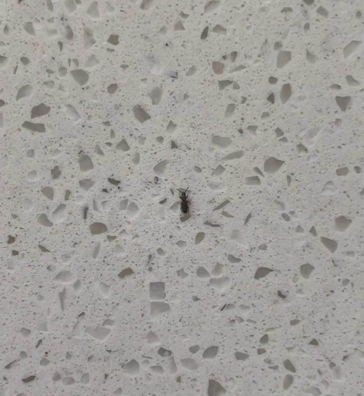 请教各位老铁们,最近家中突然出现这种小虫子,出现在厨房内和厨房周围