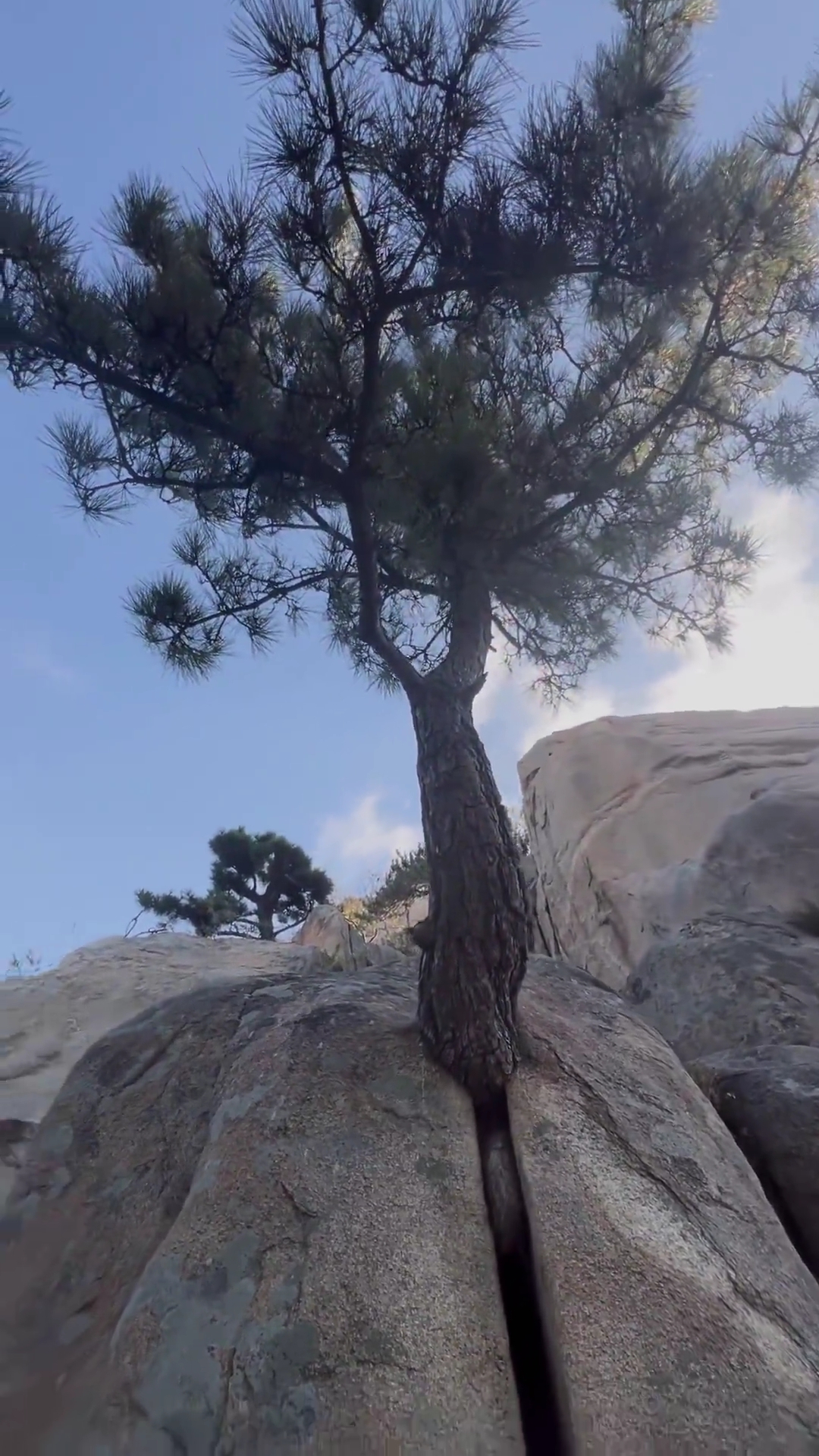 一棵树扎根在裂开的大石缝中,看似毫无生机的绝境,它