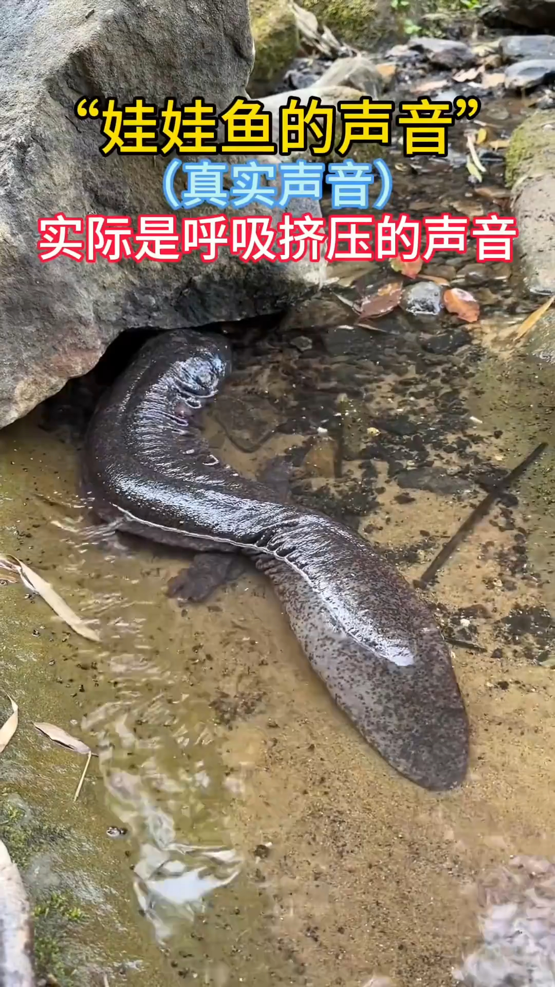 来听听娃娃鱼的真实声音