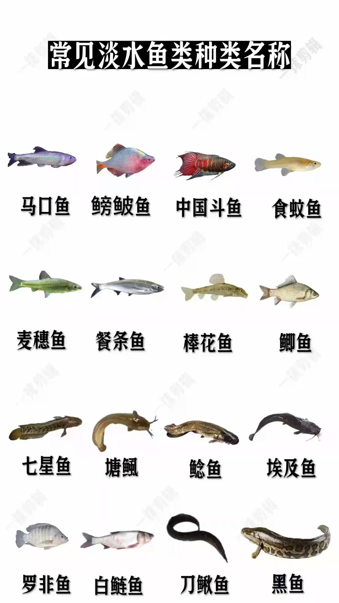 常见的淡水鱼类种类名称,你知道几种?