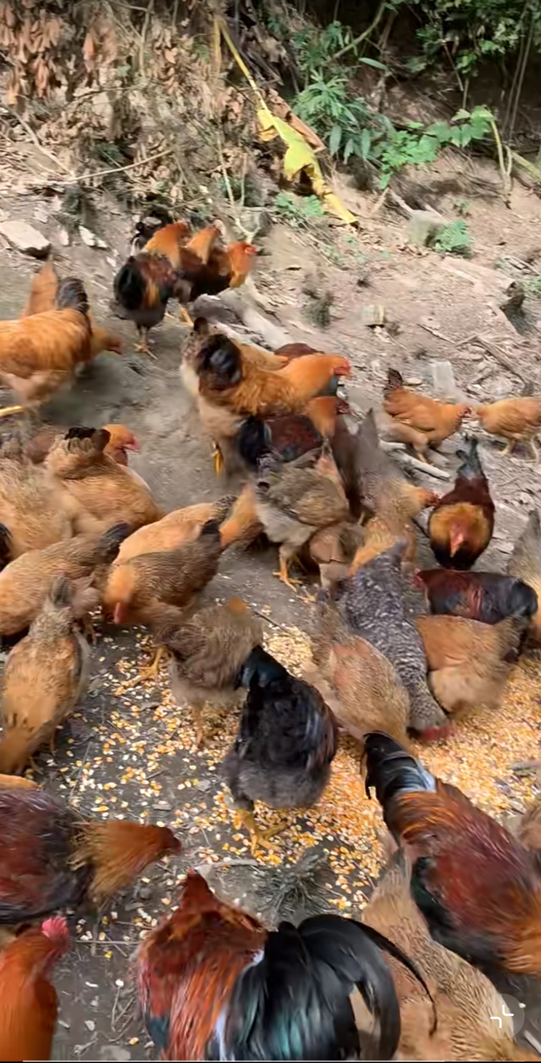 母鸡鸡群吃食土鸡的视频鸡吃粮食一群鸡吃玉米大群的小鸡图片一群鸡