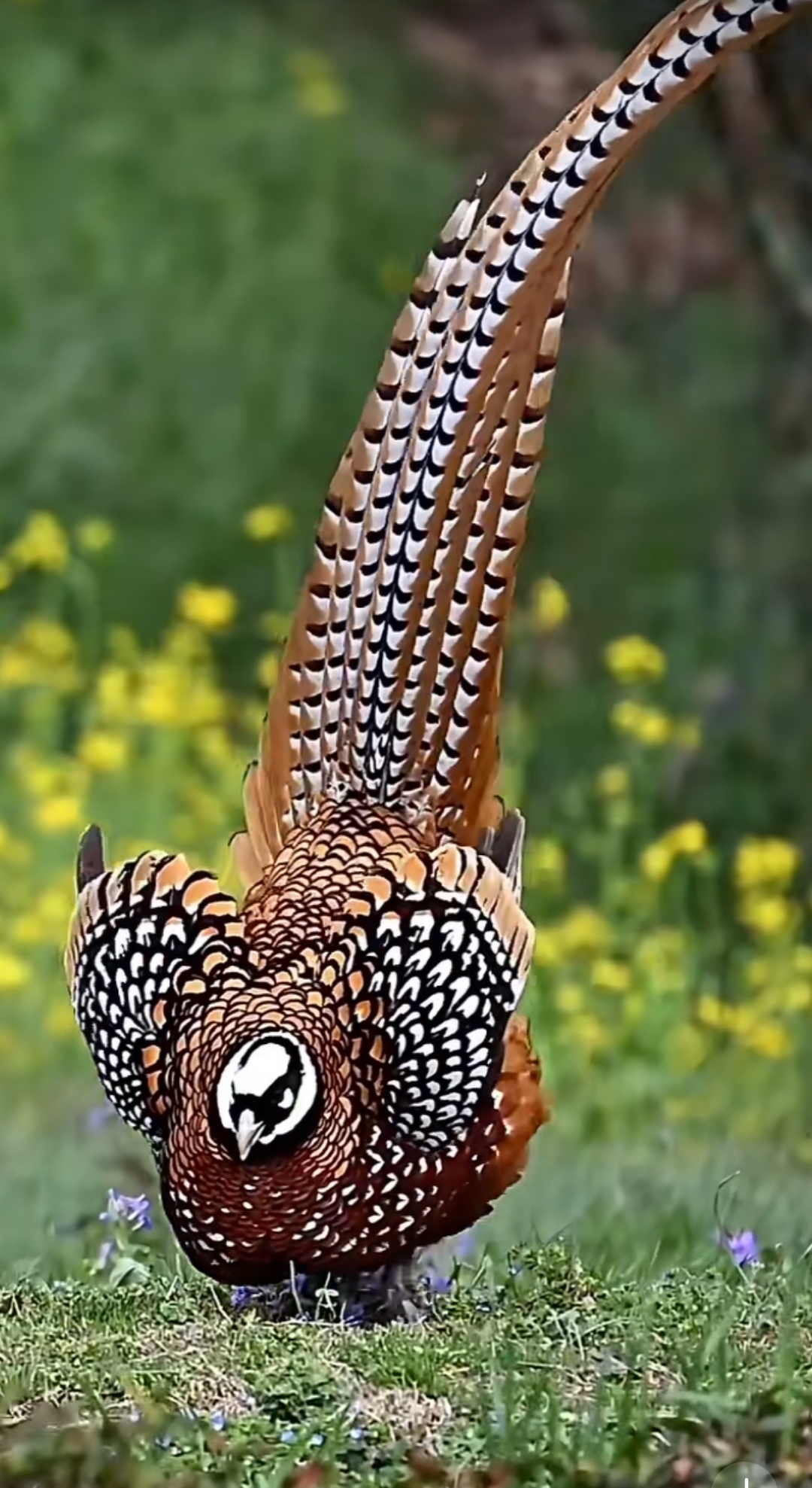 你说的可能是白冠长尾雉,它是我国一级保护动物,雄鸟头顶,下巴等为