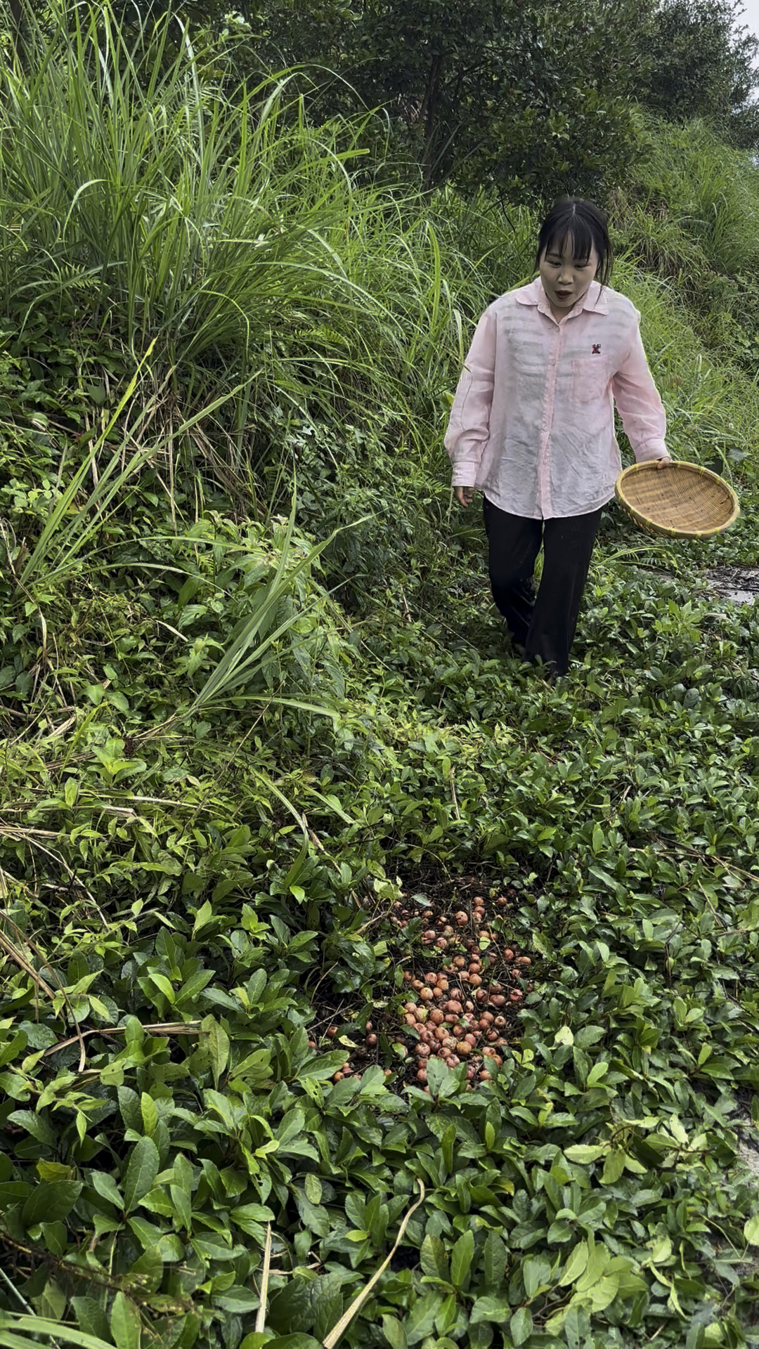 城里人的无花果,我们叫地枇杷