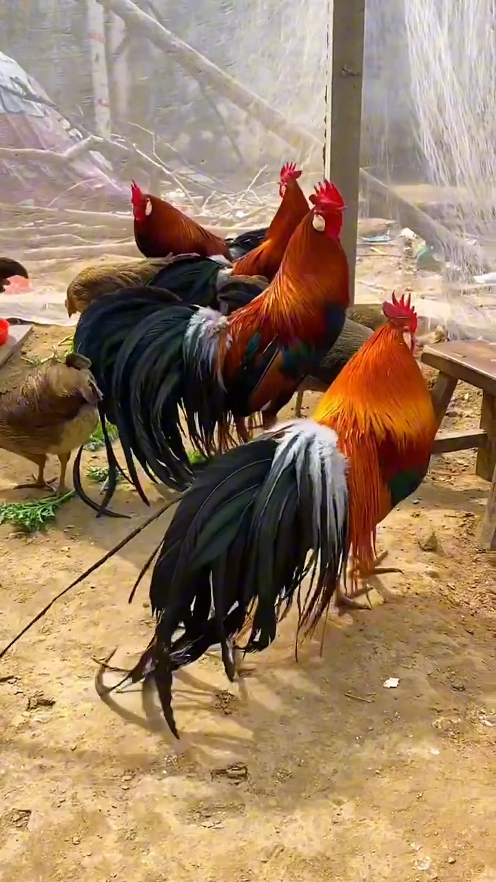 最漂亮的长尾鸡乡村特色养殖