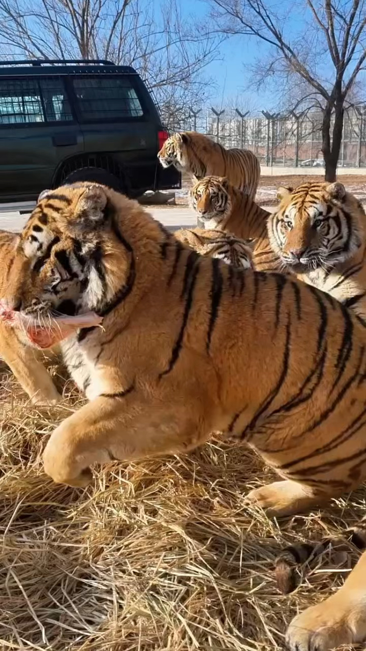 饿虎扑食强者先吃