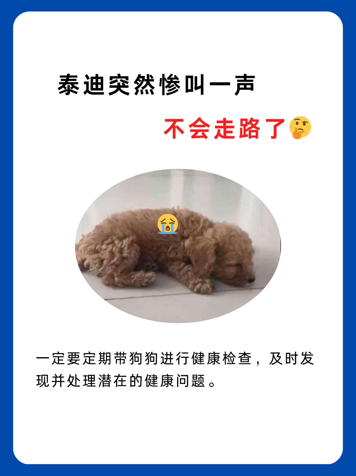 泰迪日小猫惨叫图片