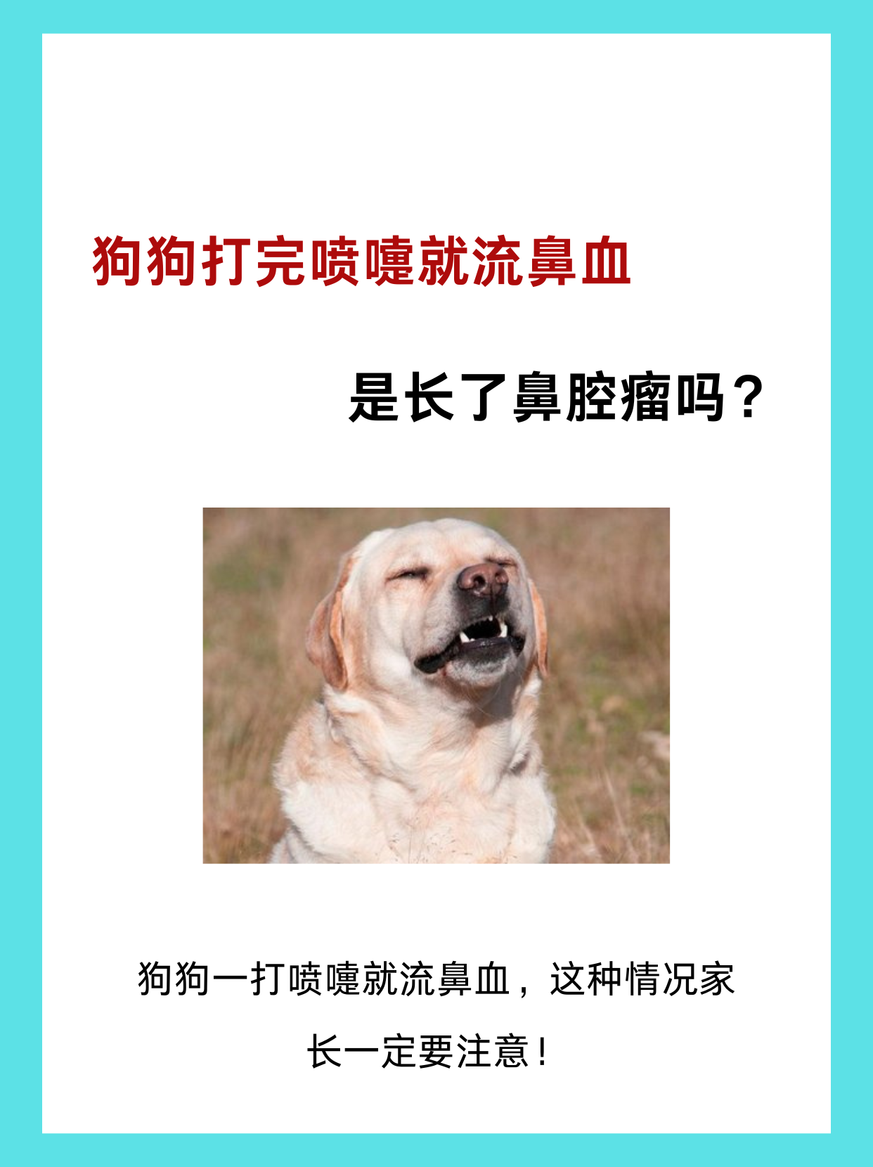 老年犬口鼻瘘症状图片