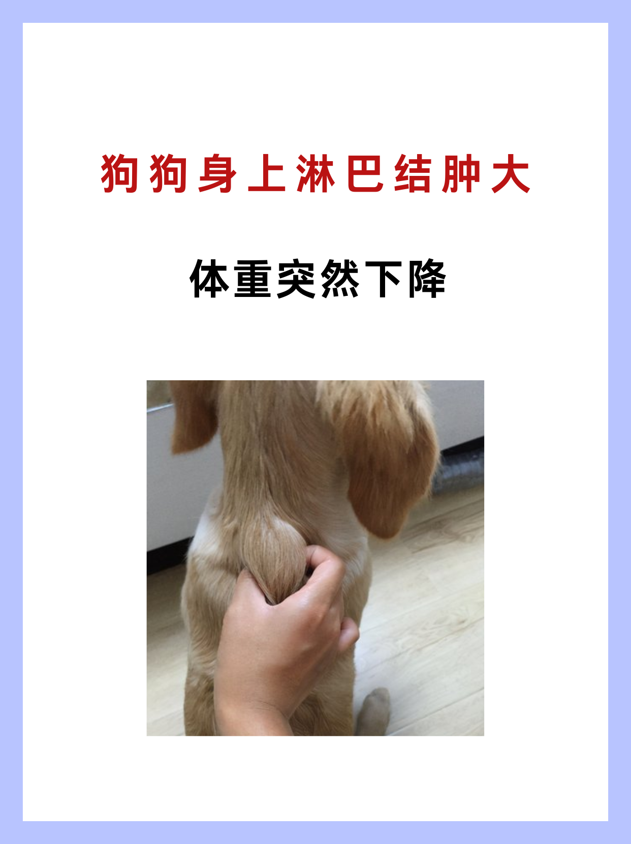 狗狗身上淋巴结肿大,体重突然下降 这可能是淋巴瘤引起的,是狗狗免疫