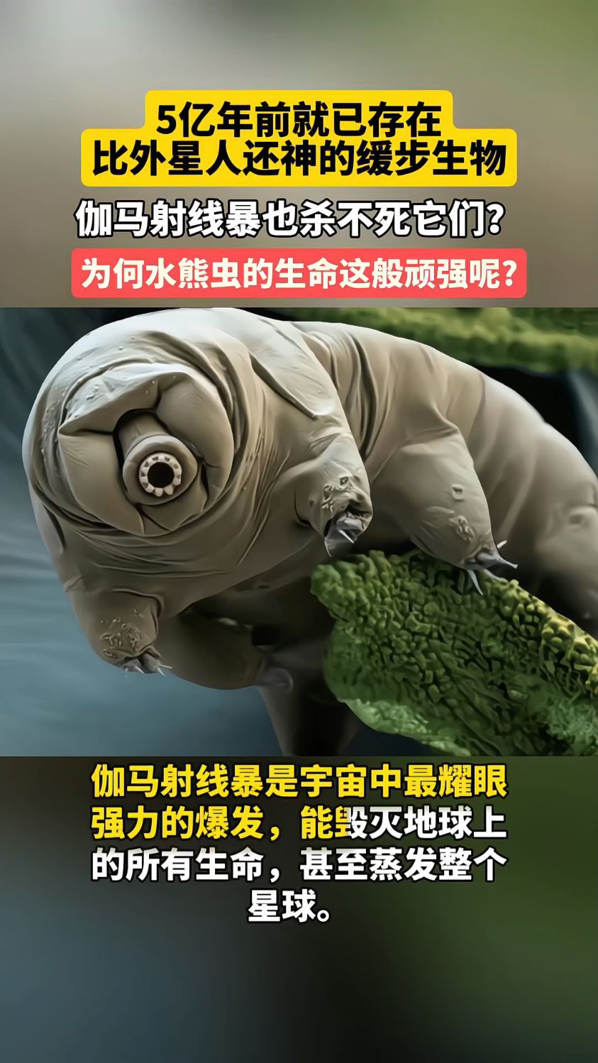 水熊虫结构图图片